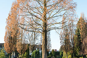 Evangelischer Friedhof Essen-Kettwig